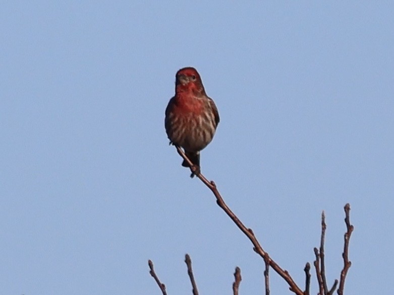 House Finch - ML632634567