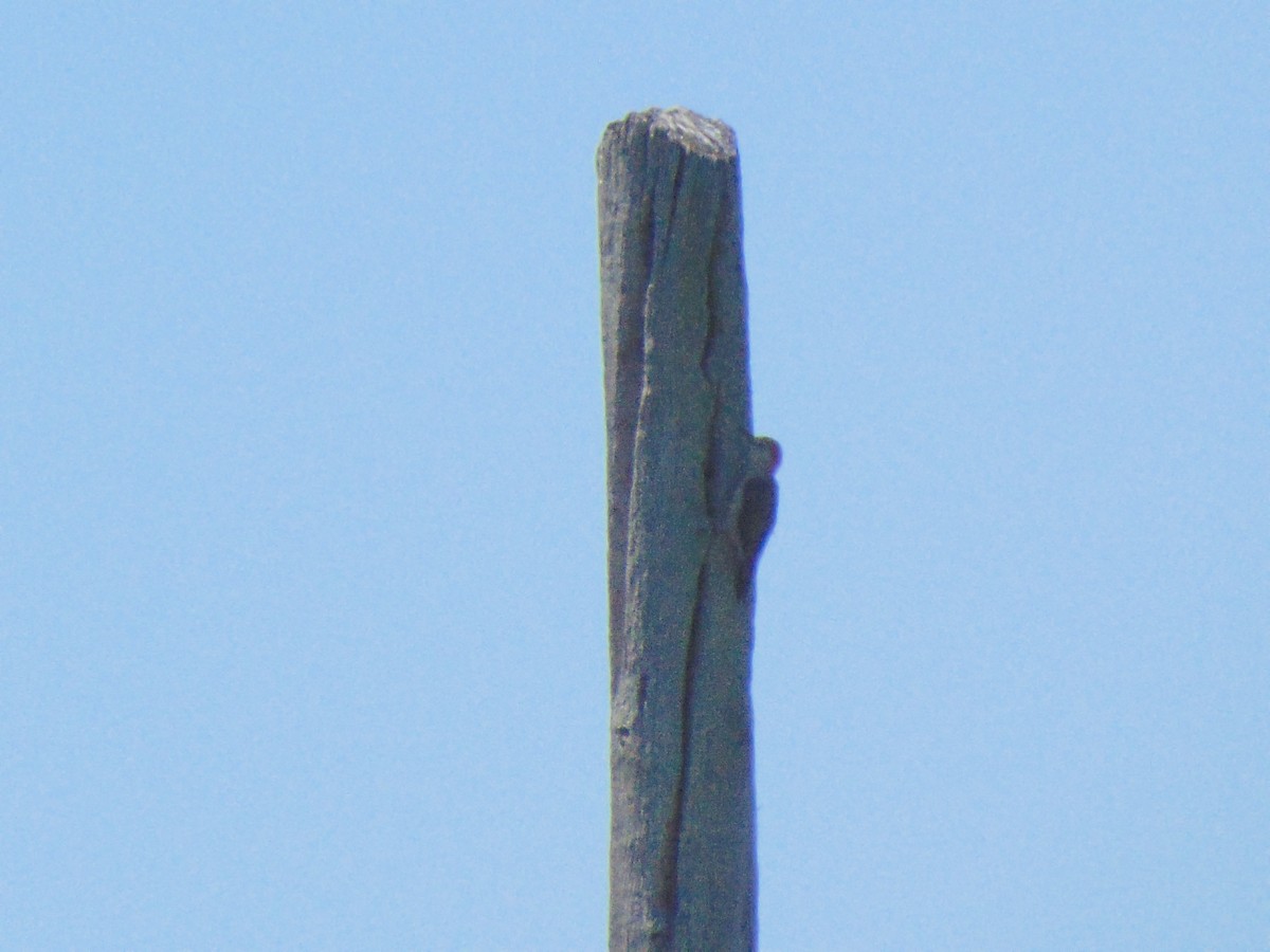 Golden-fronted Woodpecker - ML632634573