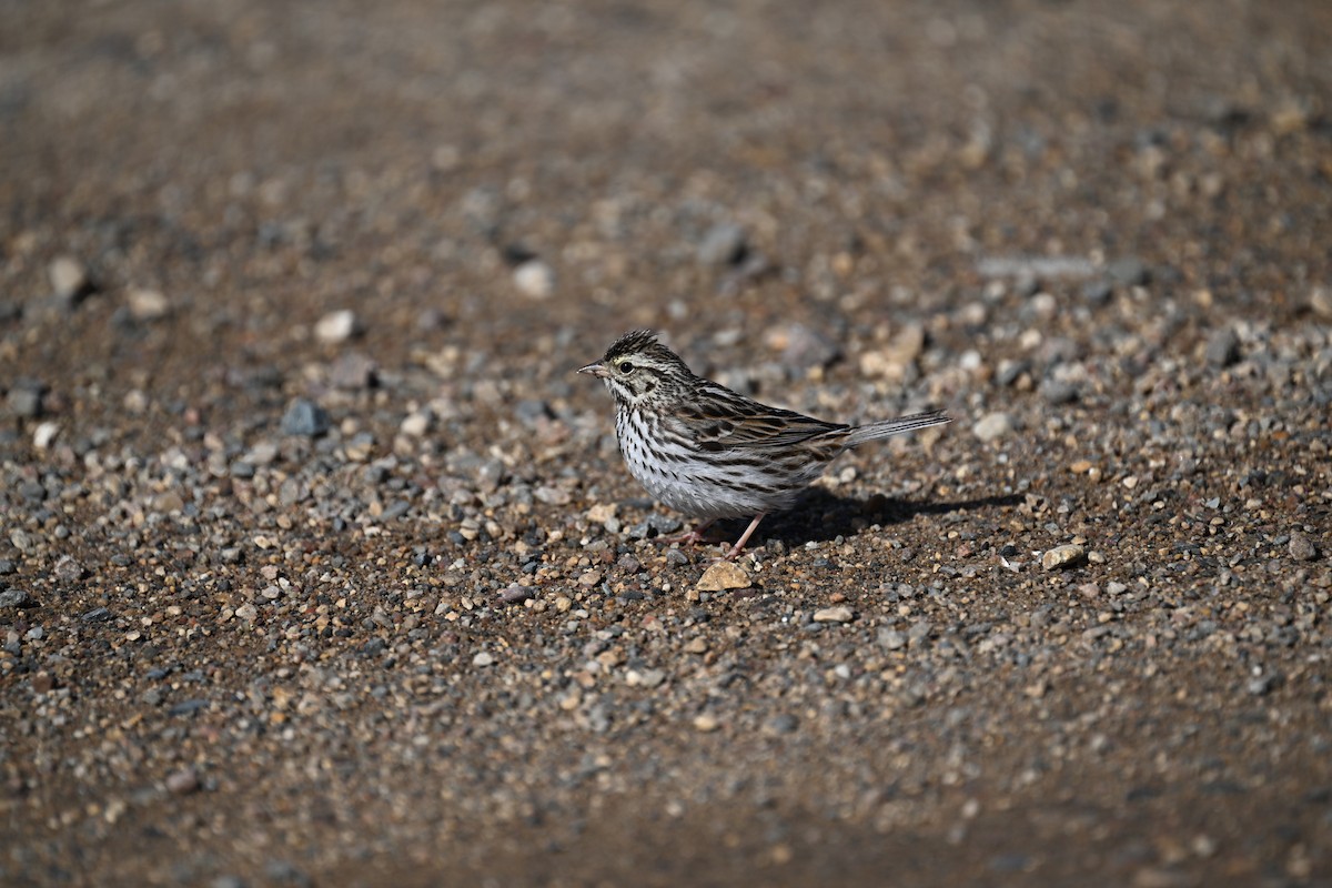 Savannah Sparrow - ML632634665