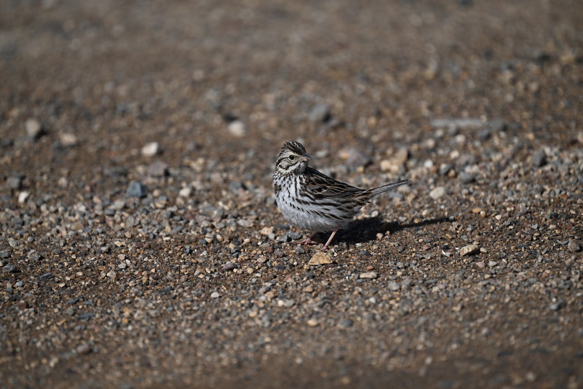 Savannah Sparrow - ML632634678