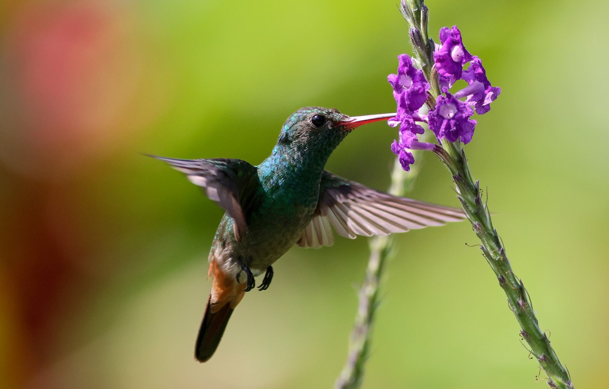 kolibřík rezavoocasý - ML632634697