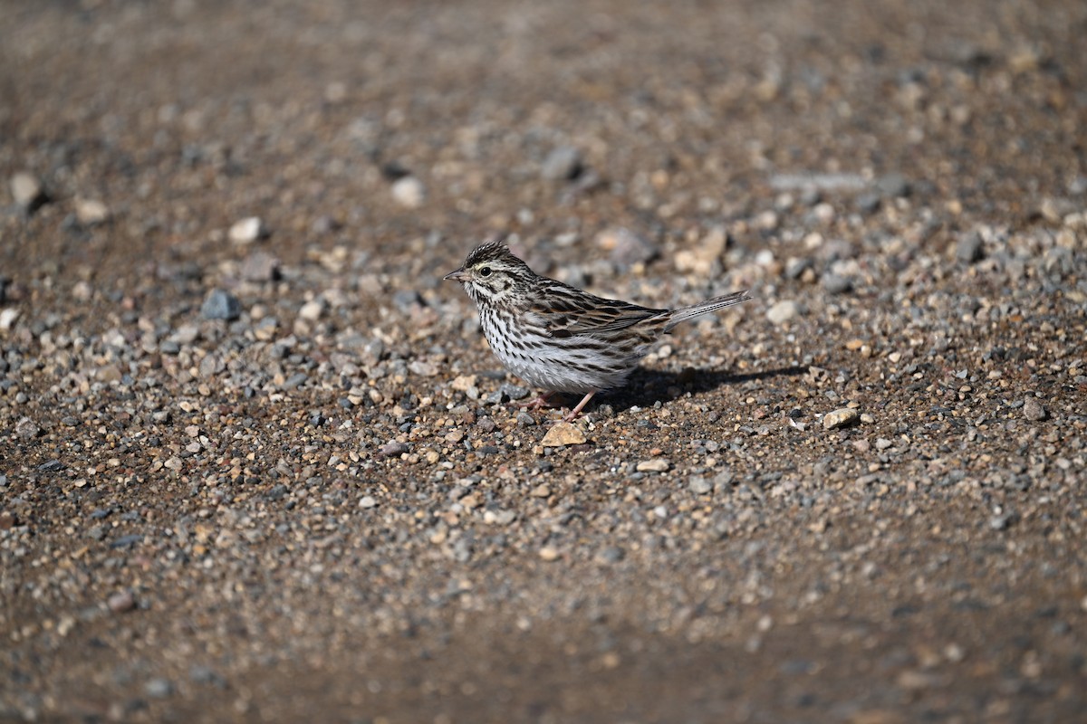 Savannah Sparrow - ML632634724