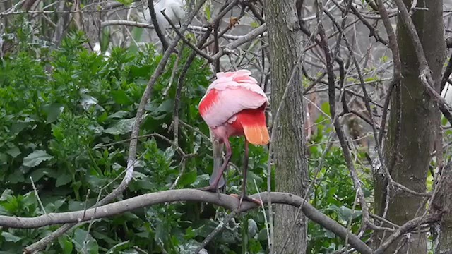 Roseate Spoonbill - ML632634762