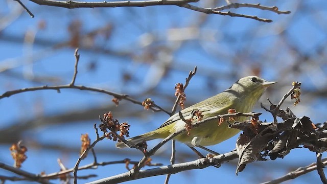 Orange-crowned Warbler - ML632634781