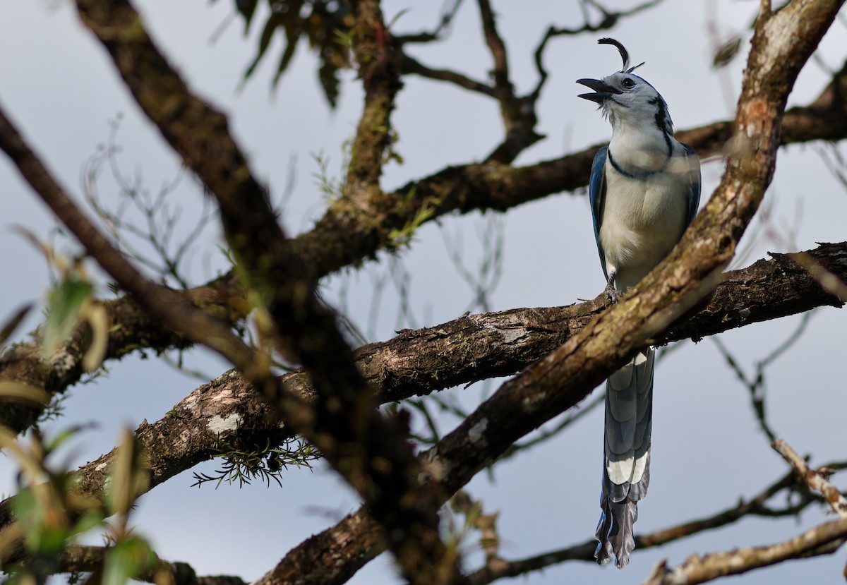 sojka středoamerická - ML632634802