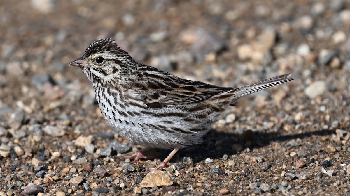 Savannah Sparrow - ML632634812