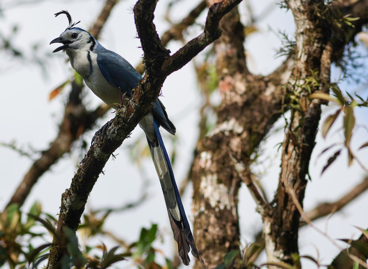 sojka středoamerická - ML632634814