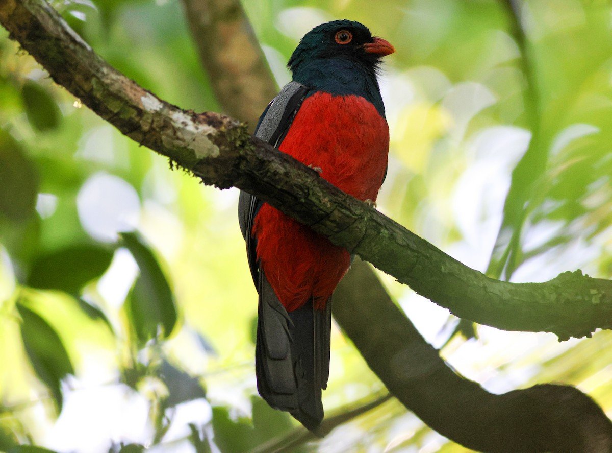 trogon kvokavý - ML632634862