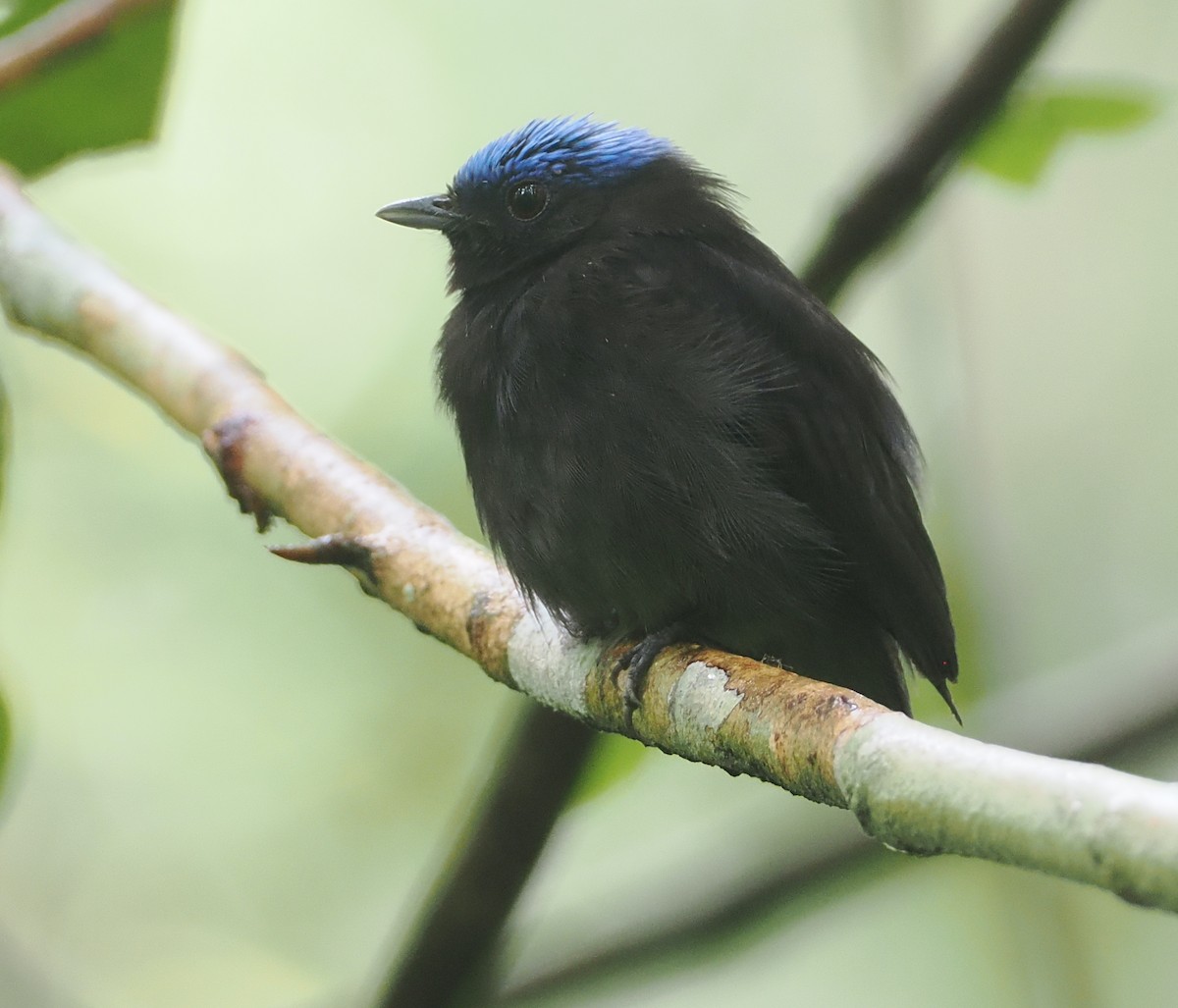 Blue-capped Manakin - ML632634886