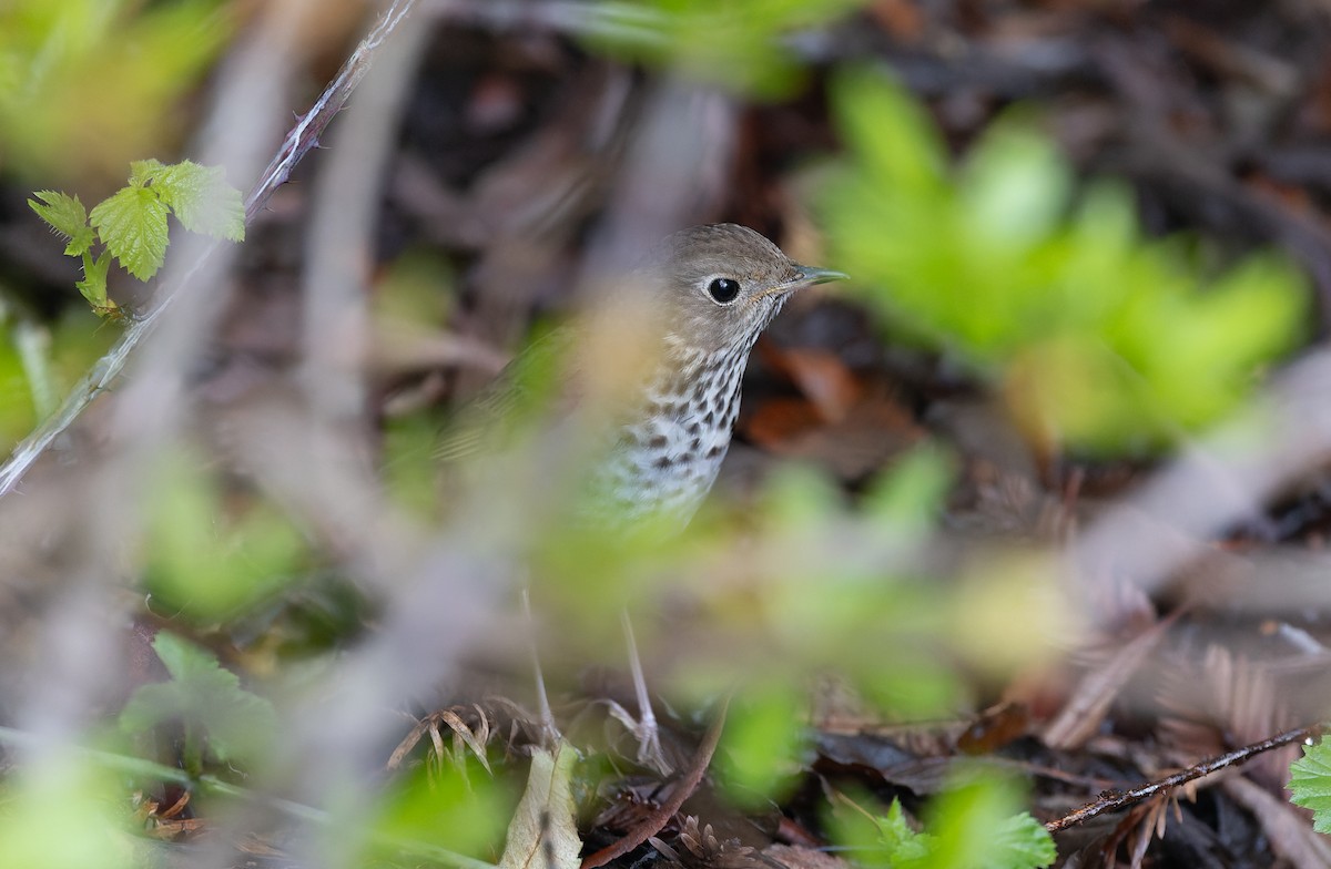 Hermit Thrush - ML632634887