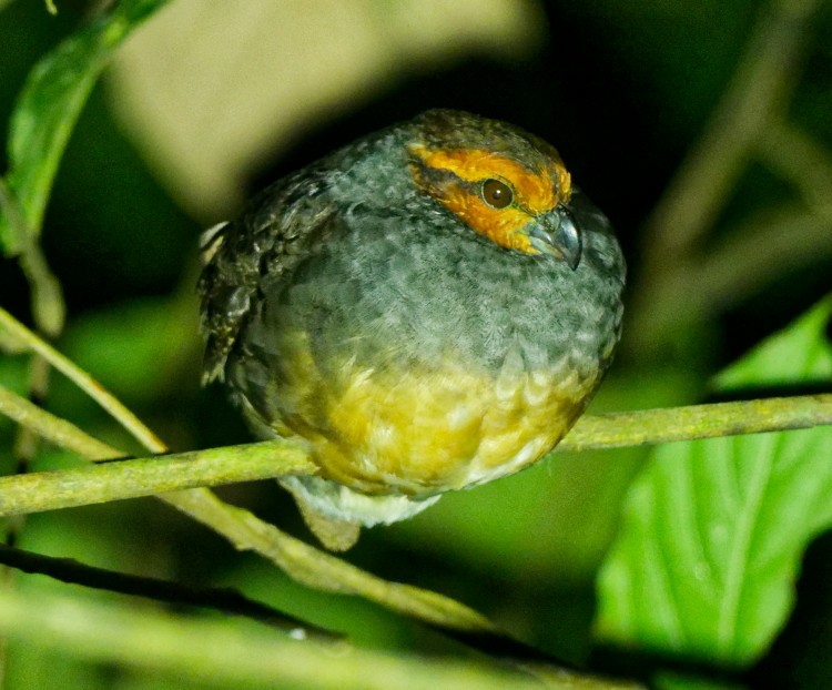 Tawny-faced Quail - ML632634995