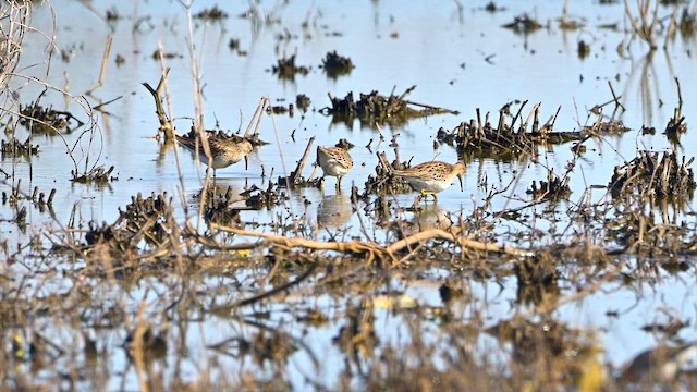 Pectoral Sandpiper - ML632635053