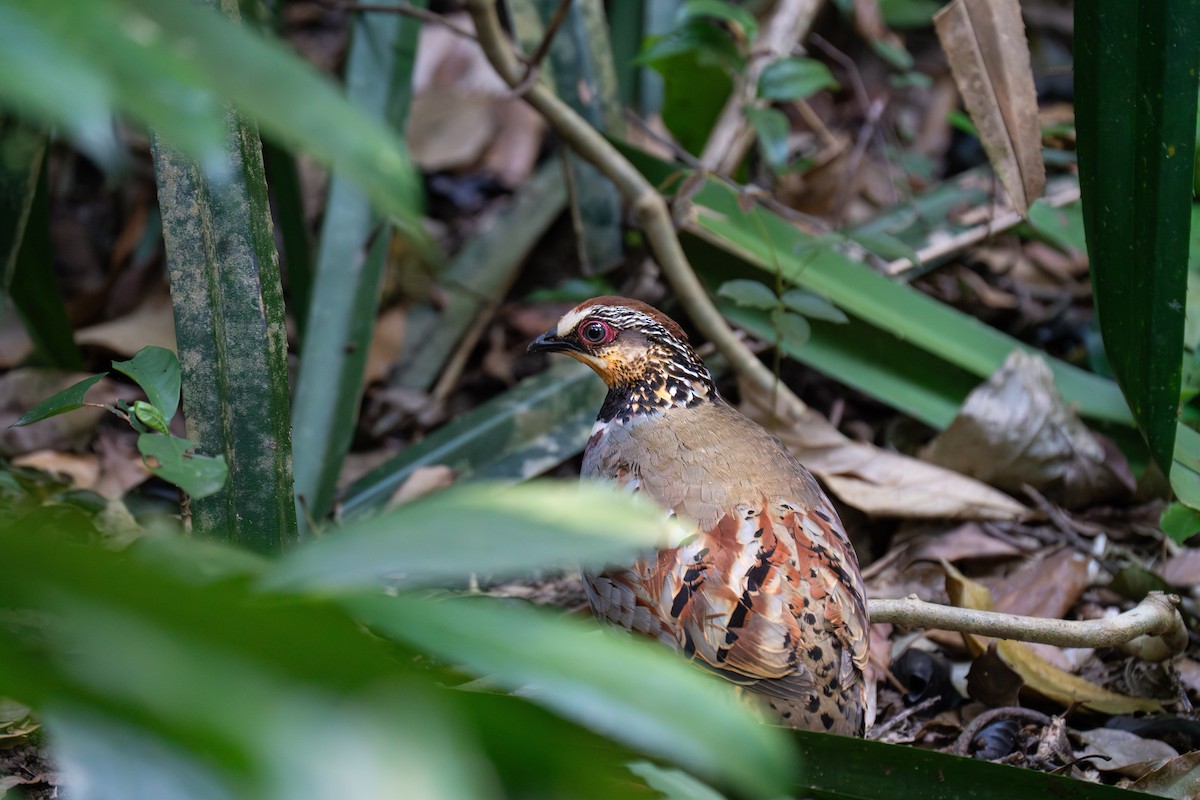 White-necklaced Partridge - ML632635065