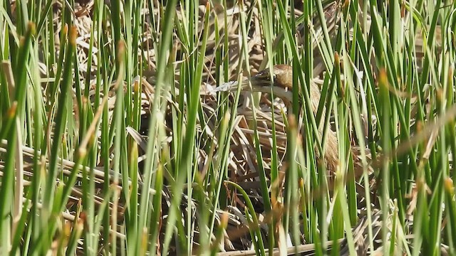 American Bittern - ML632635098