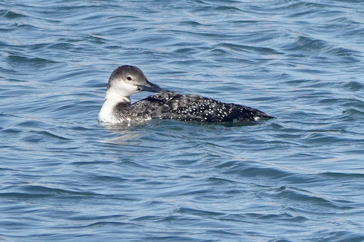 Plongeon huard - ML632635157