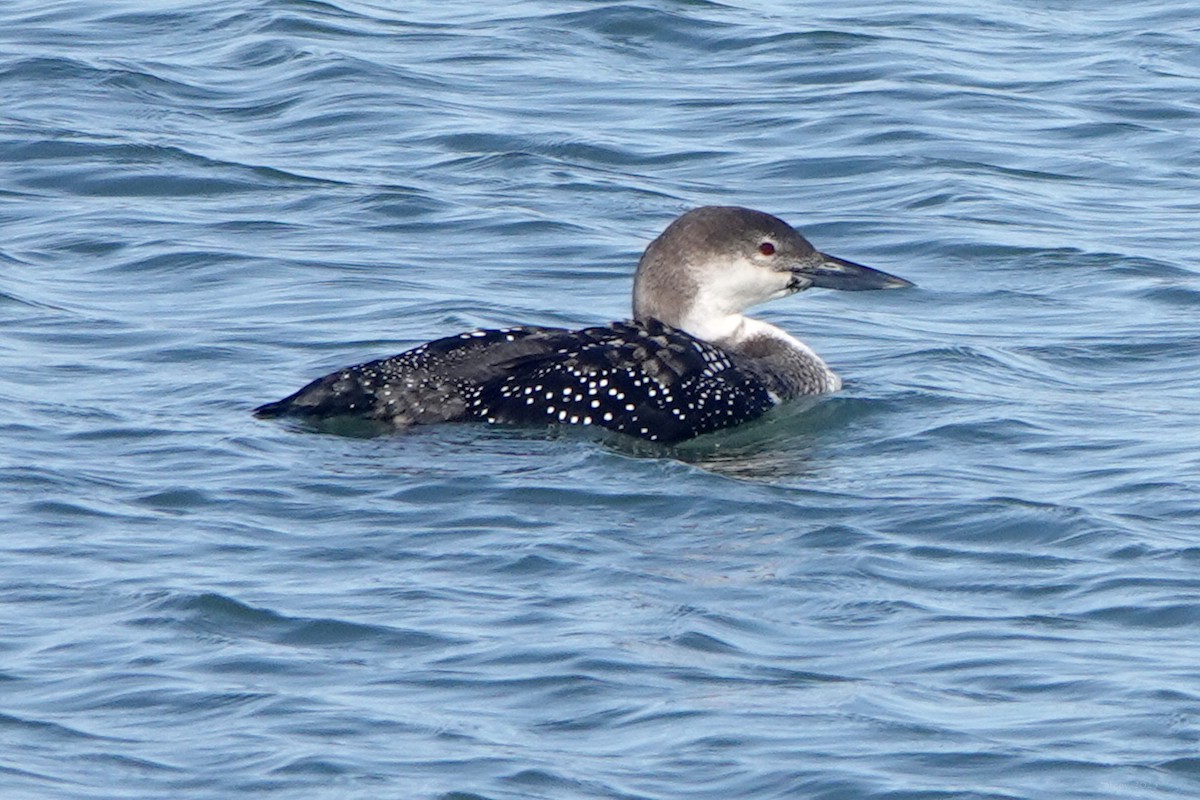 Plongeon huard - ML632635171
