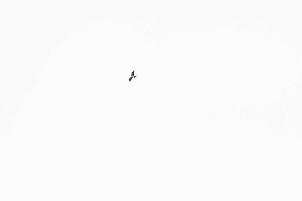 דאה אמריקנית - ML632635223