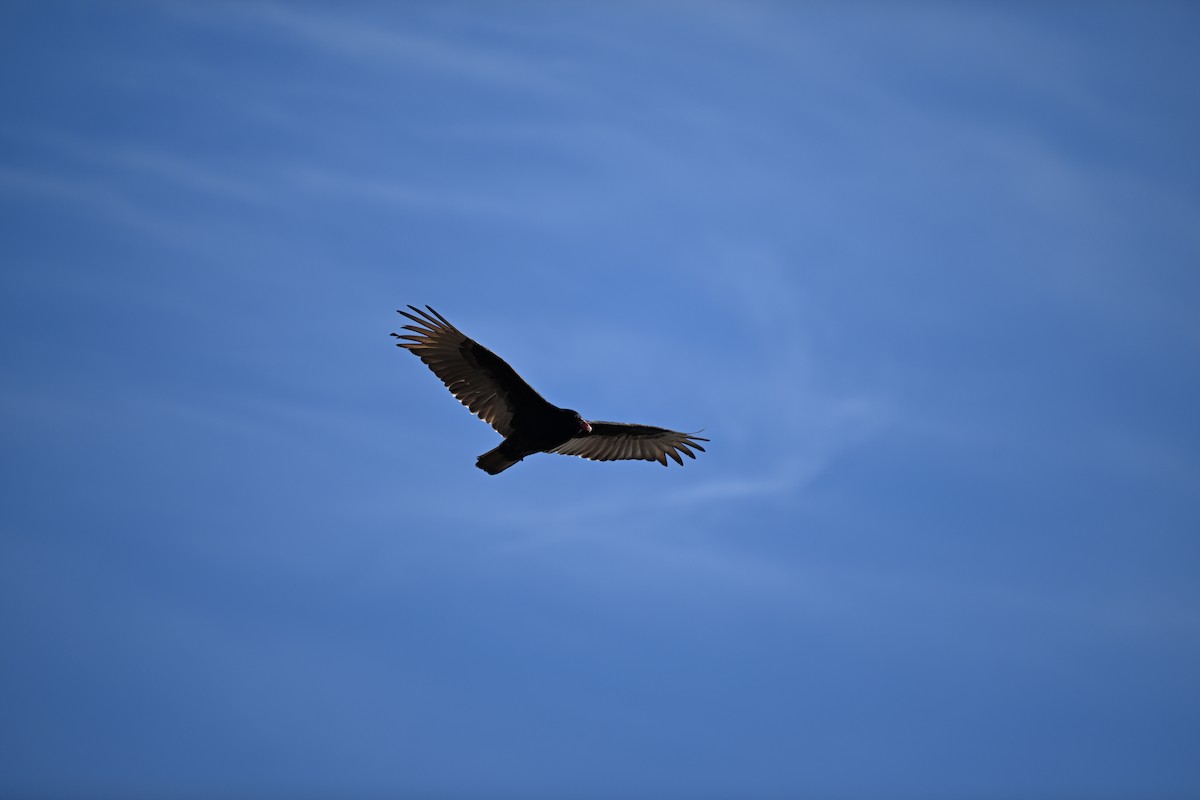 Turkey Vulture - ML632635231