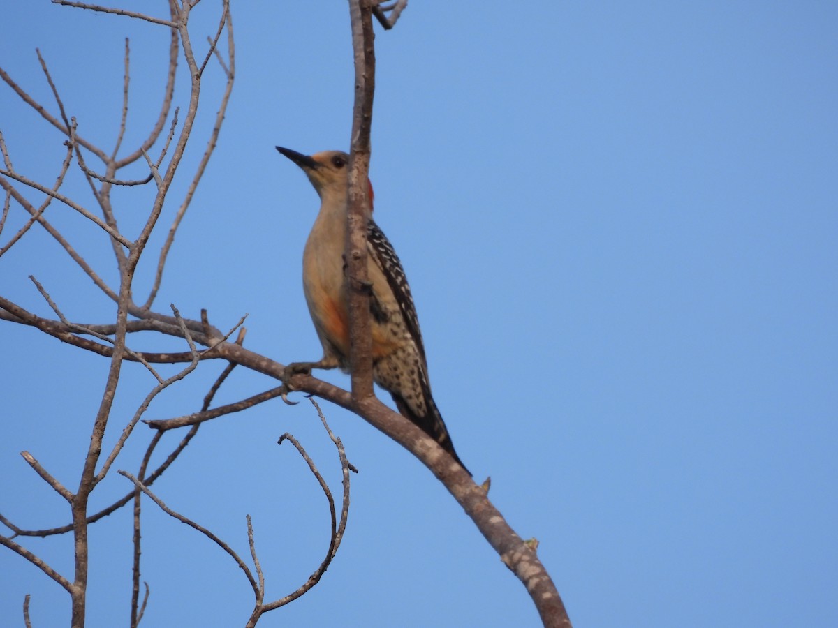 Red-bellied Woodpecker - ML632635239