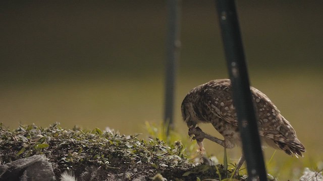 Burrowing Owl - ML632635262