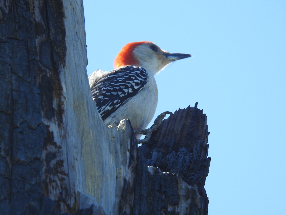 Red-bellied Woodpecker - ML632635266