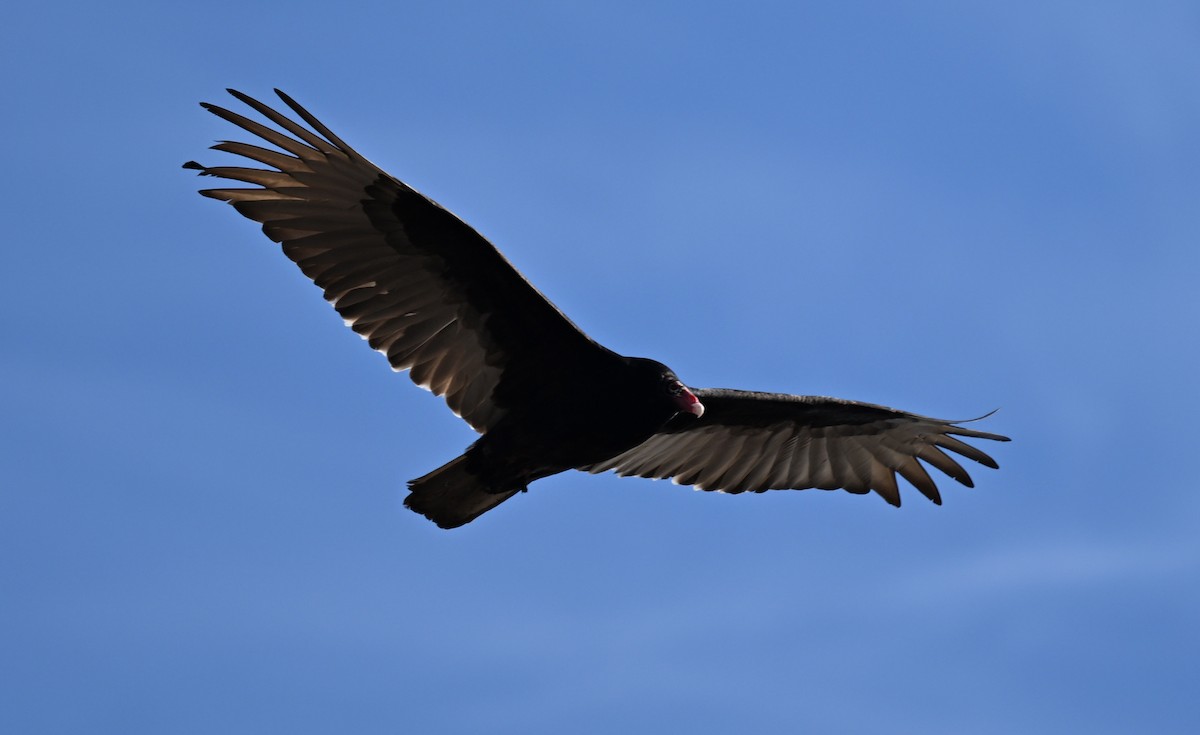 Turkey Vulture - ML632635333