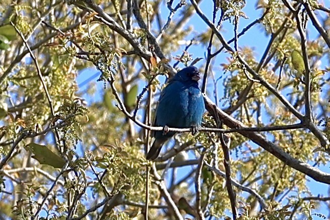 Indigo Bunting - ML632635336