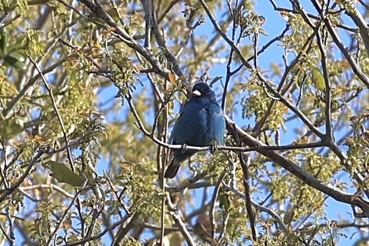 Indigo Bunting - ML632635338