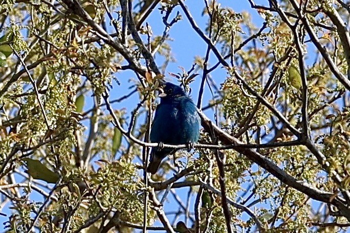 Indigo Bunting - ML632635339
