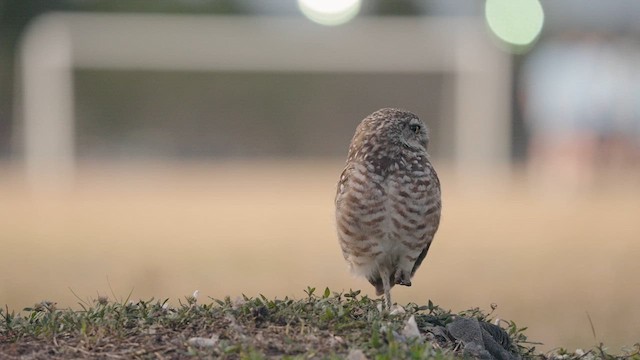 Burrowing Owl - ML632635434