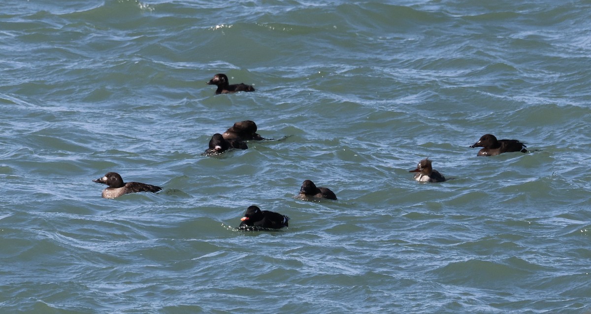 White-winged Scoter - ML632635436