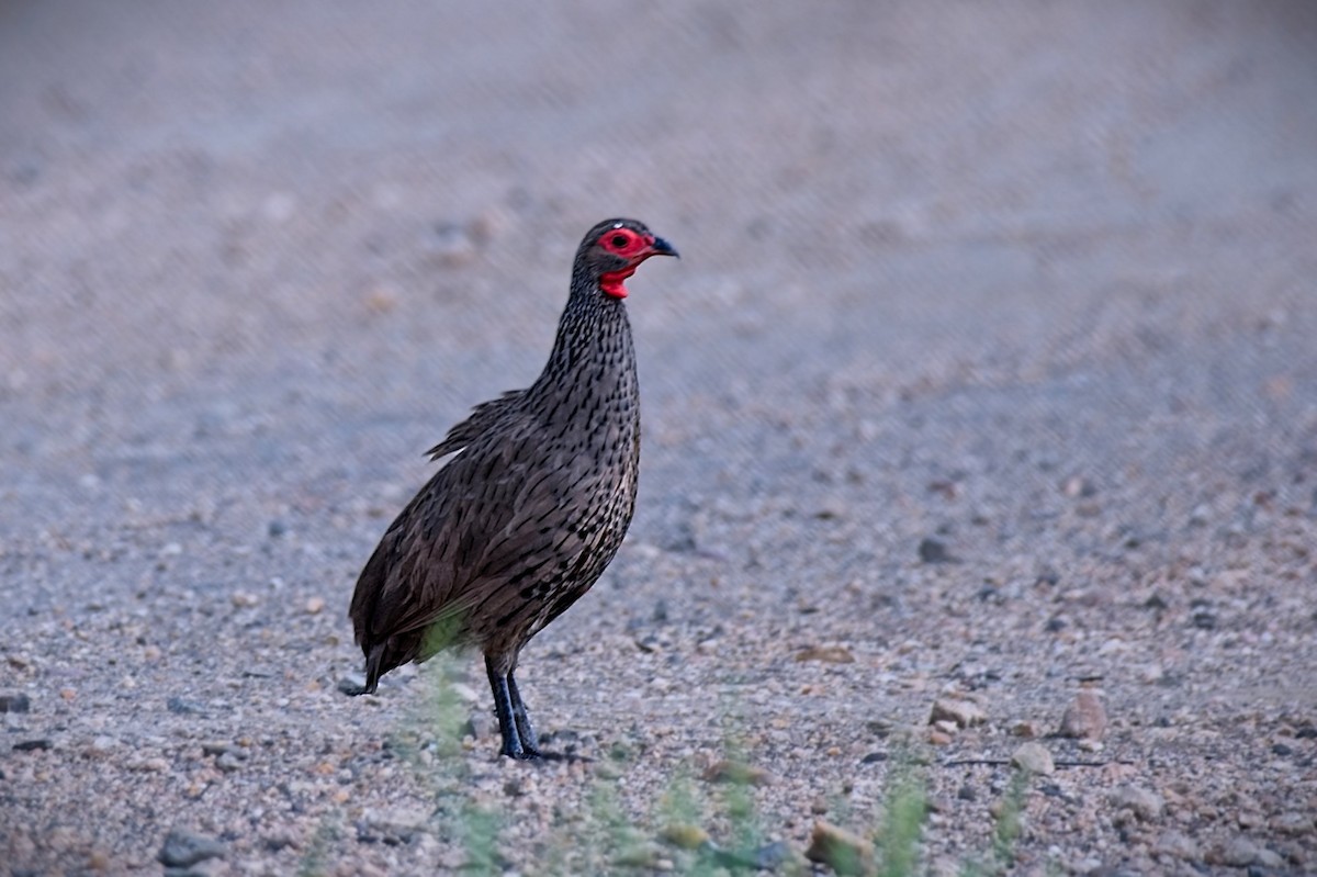 Swainson's Spurfowl - ML632635450