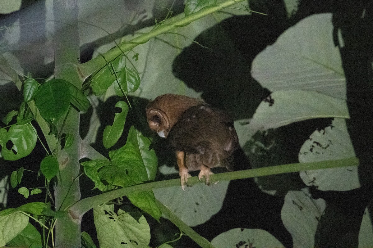 Jamaican Owl - ML632635564