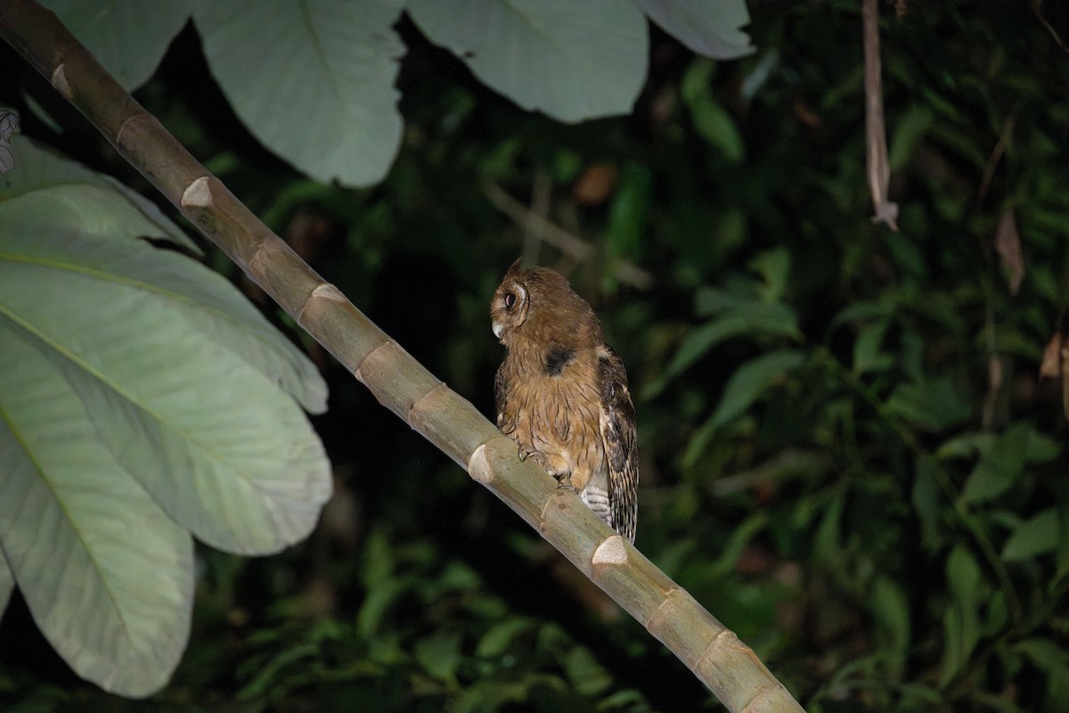 Jamaican Owl - ML632635565