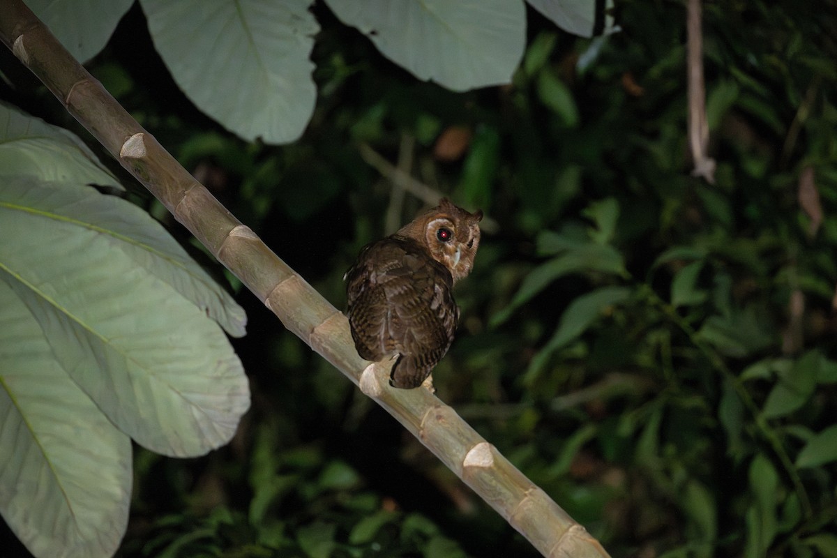 Jamaican Owl - ML632635566