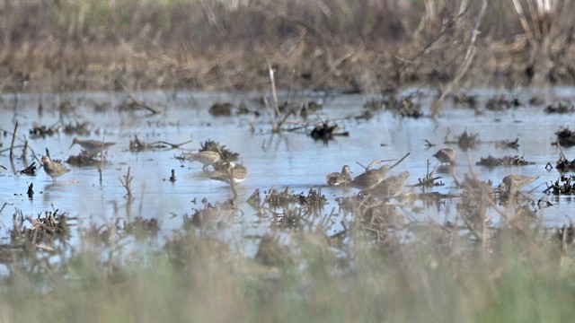 Pectoral Sandpiper - ML632635570