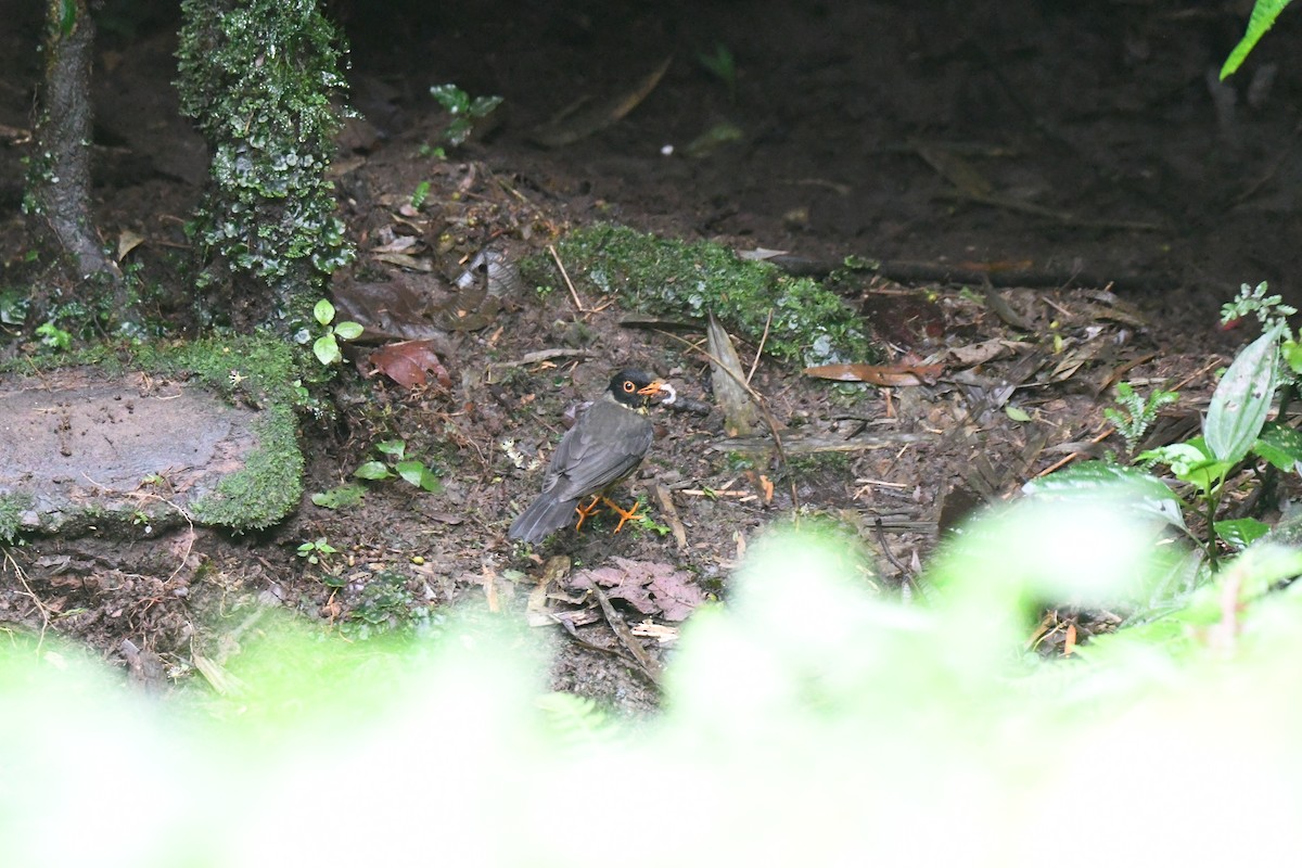 Speckled Nightingale-Thrush - ML632635602