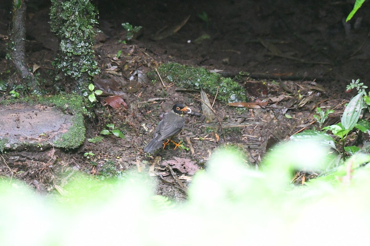 Speckled Nightingale-Thrush - ML632635604