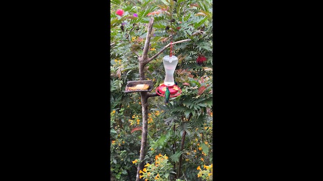 Santa Marta Sabrewing - ML632635609