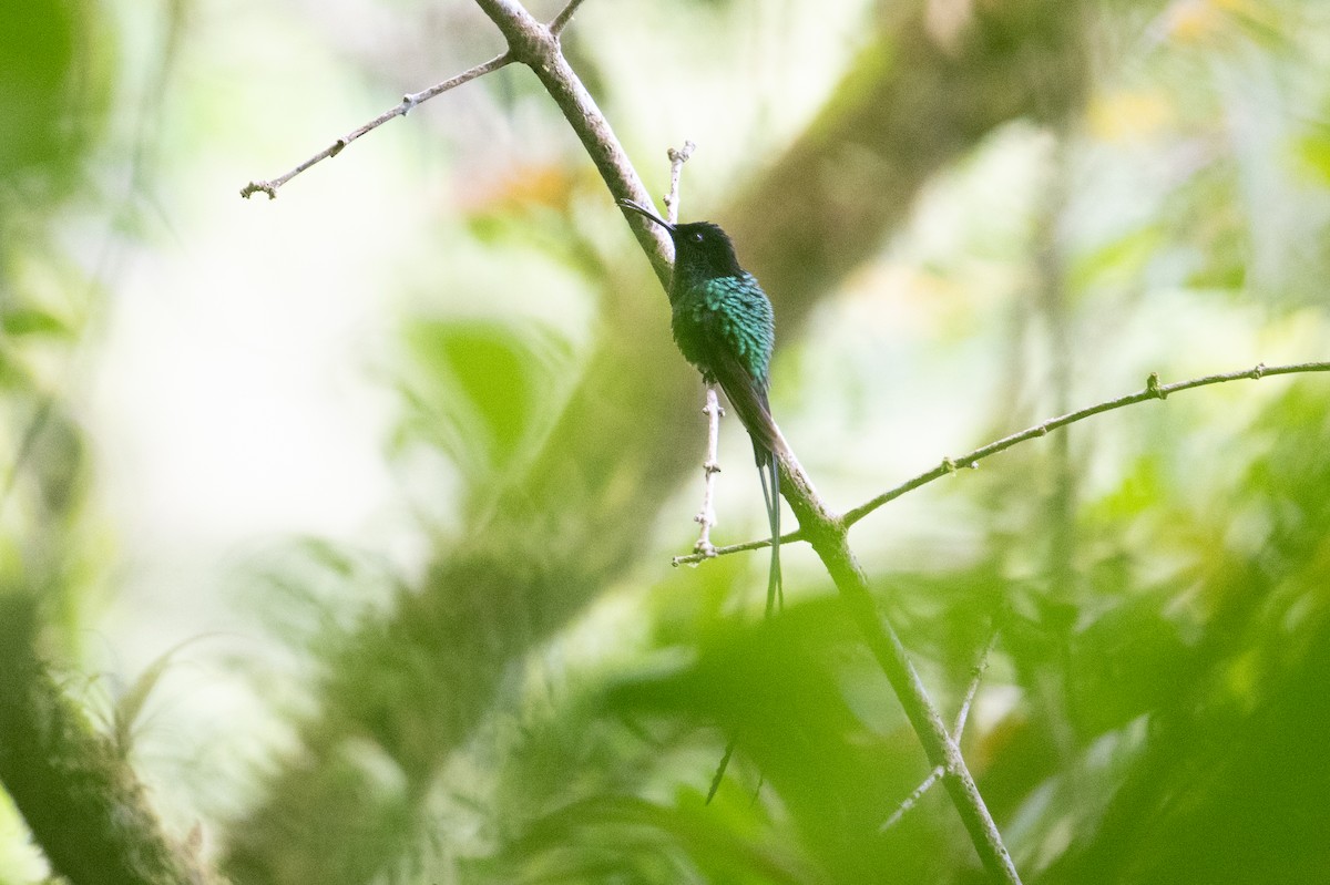 Black-billed Streamertail - ML632635641
