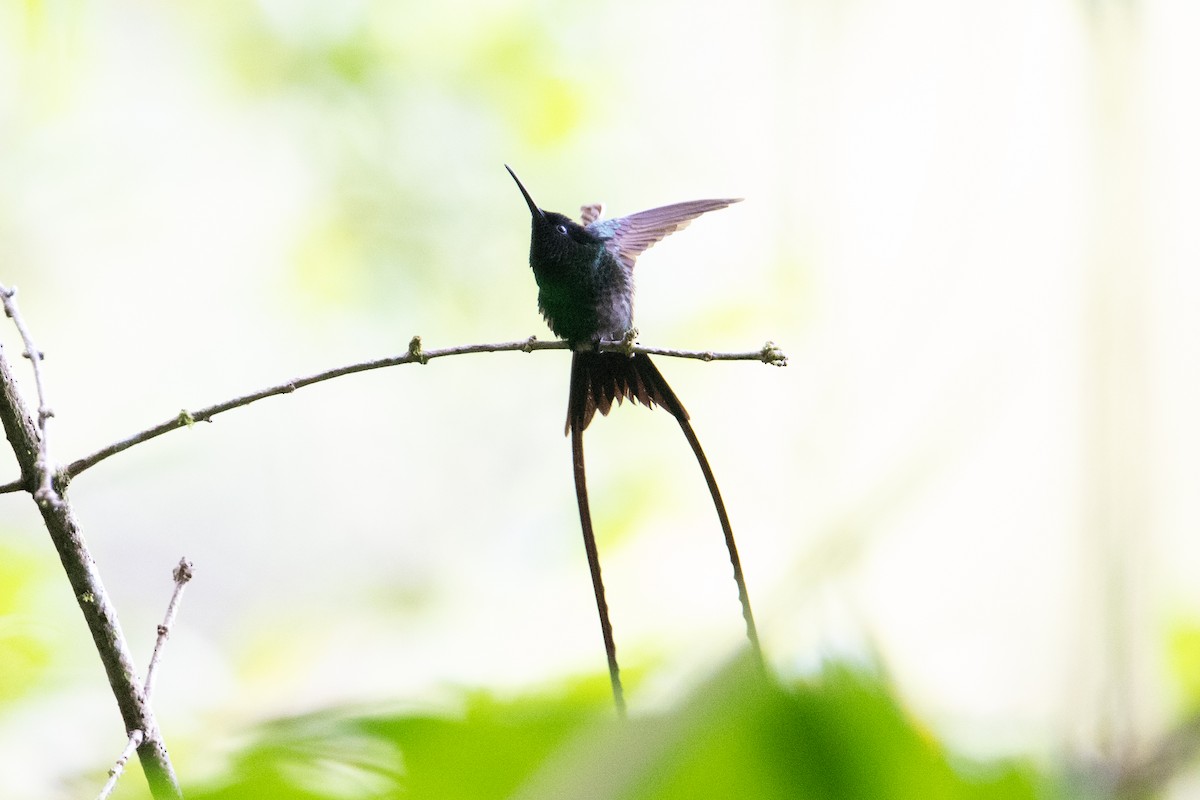 Black-billed Streamertail - ML632635643