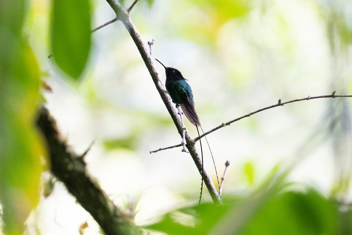 Black-billed Streamertail - ML632635658