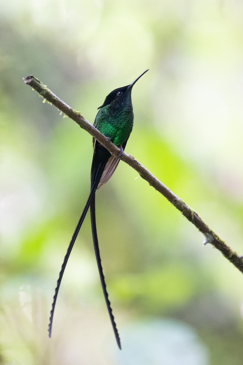 Black-billed Streamertail - ML632635661