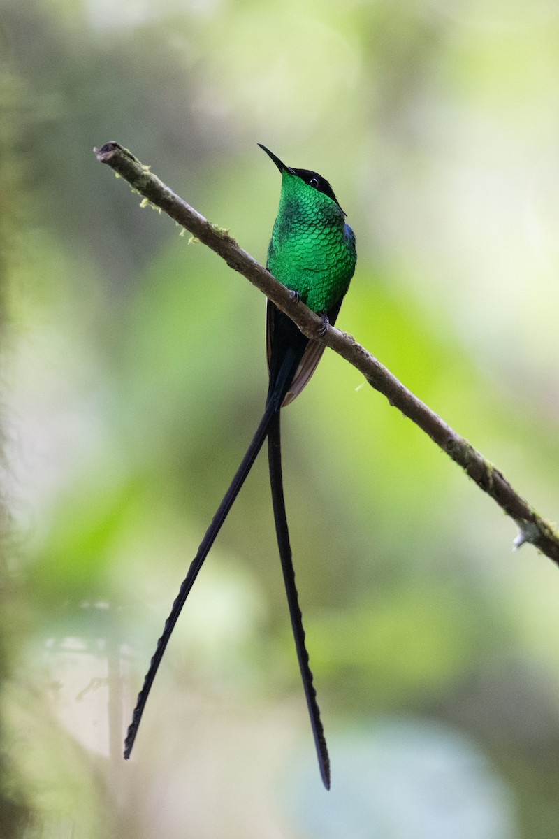 Black-billed Streamertail - ML632635662