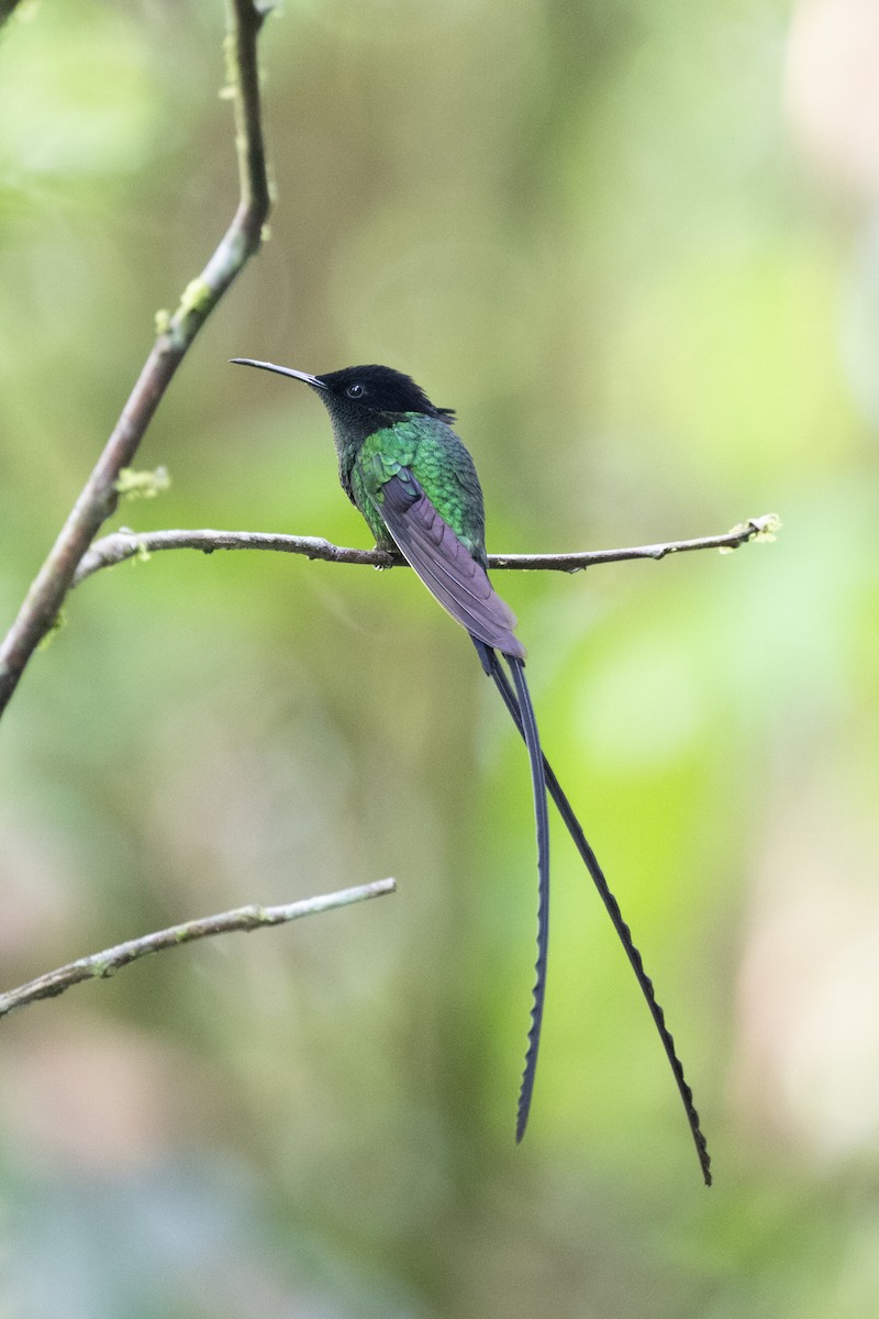 Black-billed Streamertail - ML632635663