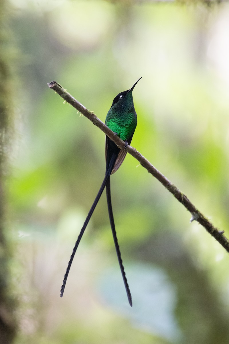 Black-billed Streamertail - ML632635664