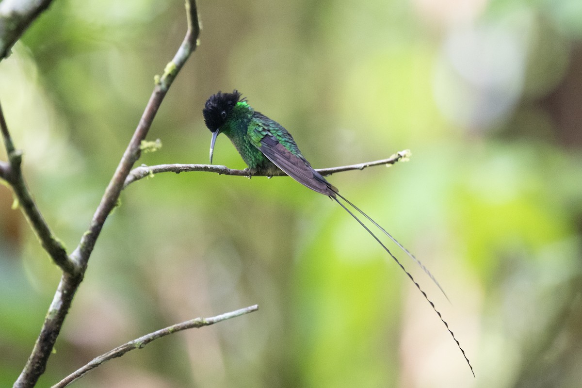 Black-billed Streamertail - ML632635670
