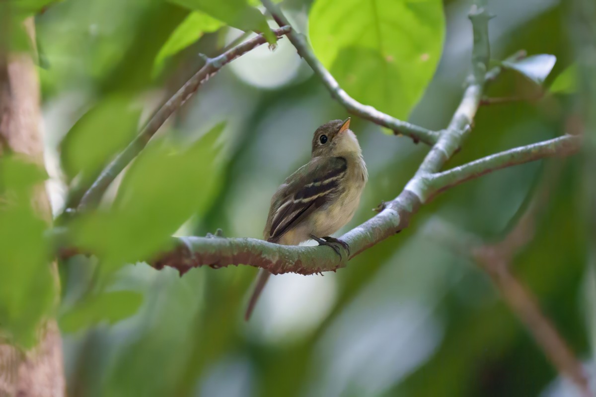 Yellow-bellied Flycatcher - ML632635680