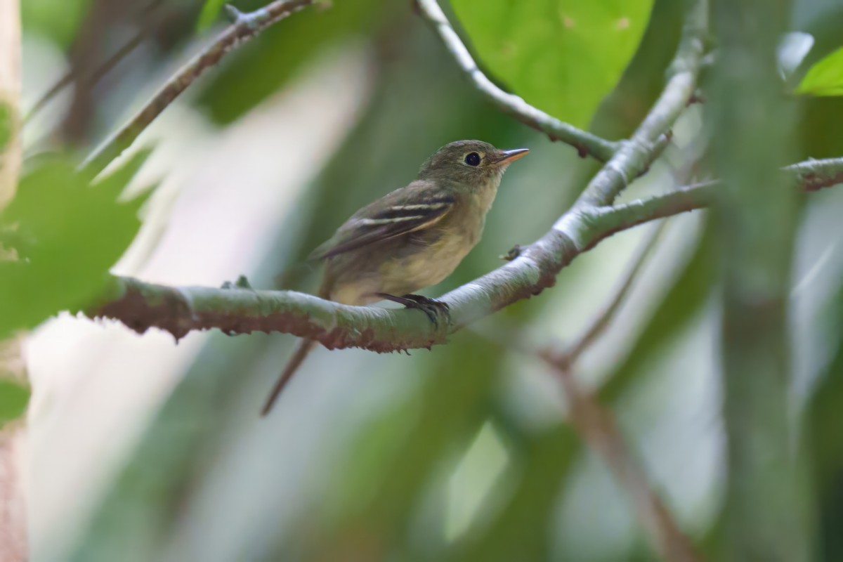 Yellow-bellied Flycatcher - ML632635681