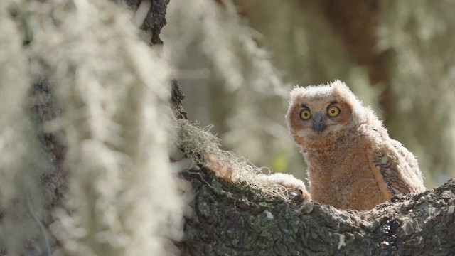 Great Horned Owl - ML632635725